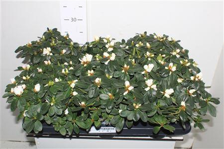 <h4>Rhodo Si Witte Vogel</h4>