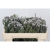 Kaaps Groen Silver Brunia