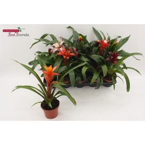 BROMELIA GEM