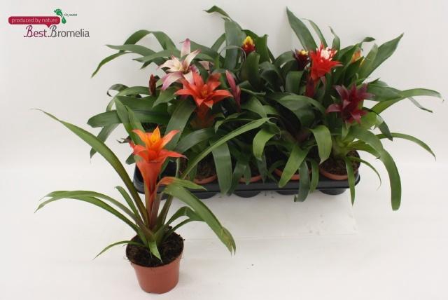 <h4>BROMELIA GEM</h4>