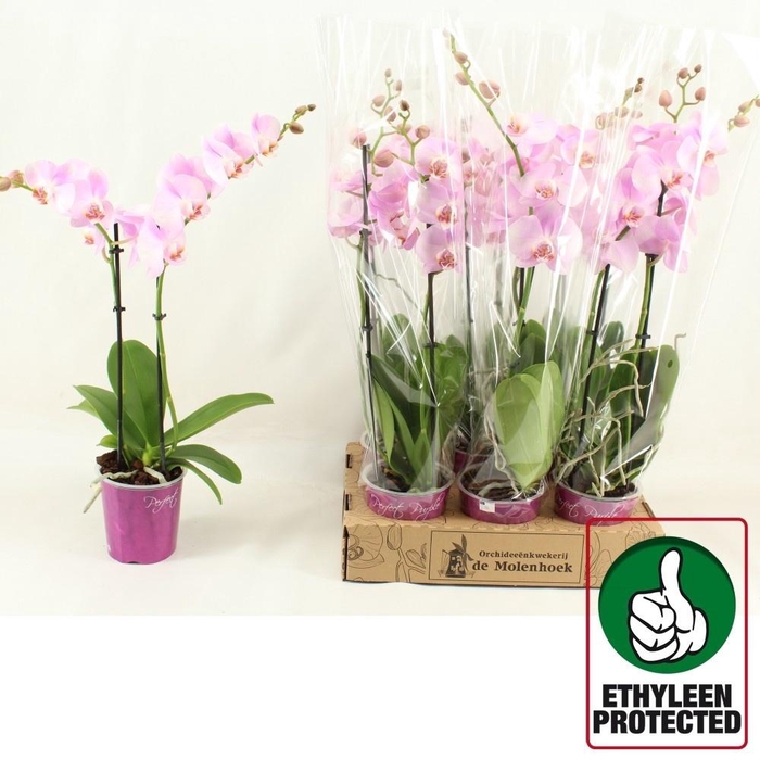 <h4>PHAL LOVABLE LUZ</h4>