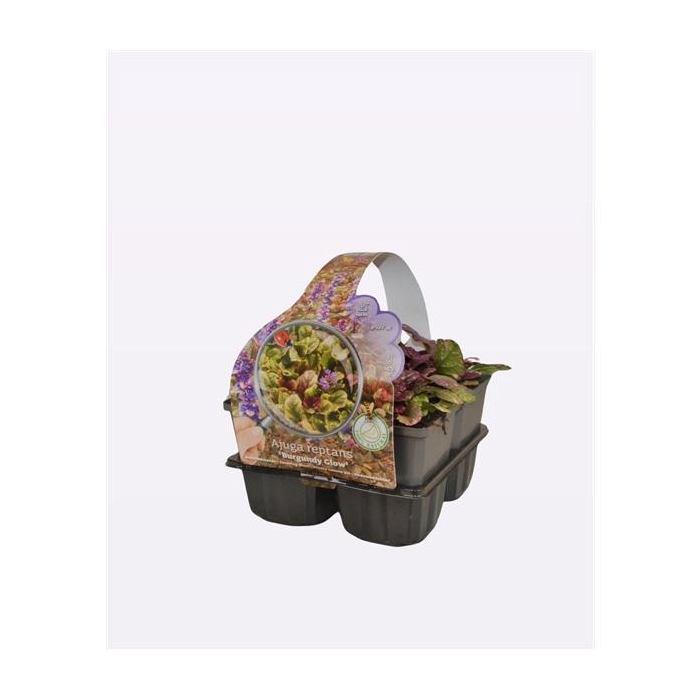 <h4>Ajuga reptans 'Burgundy Glow'</h4>