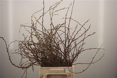 Salix Curly Locks