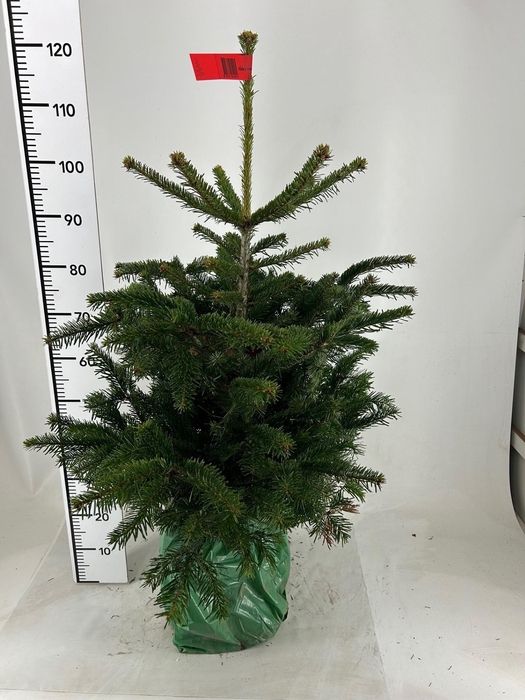 <h4>ABIES NORDMANNIANA</h4>