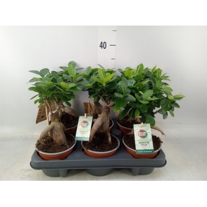 Ficus microcarpa 'Ginseng'