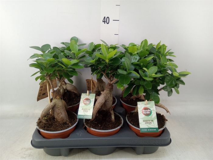 <h4>Ficus microcarpa 'Ginseng'</h4>