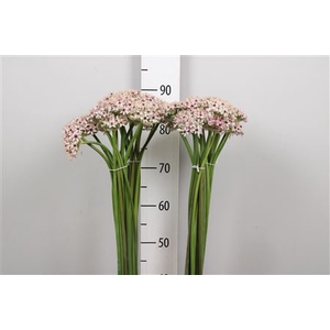 Allium Silverspring