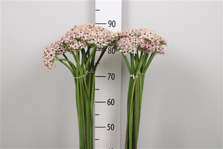 <h4>Allium Silverspring</h4>