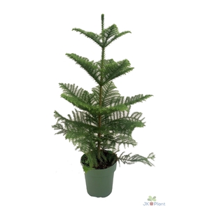 Araucaria heterophylla