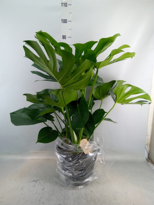 <h4>Monstera delic.</h4>