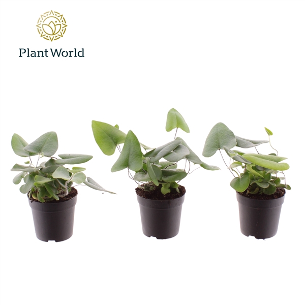 <h4>Hemionitis arifolia 7 cm</h4>