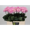 Dahlia Wizard of Oz