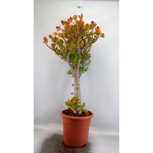 Crassula ovata 'Sunset'