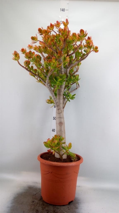 <h4>Crassula ovata 'Sunset'</h4>