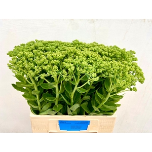 SEDUM SPECTABILE