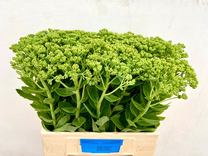 <h4>SEDUM SPECTABILE</h4>