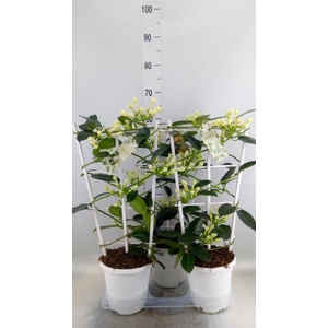 Stephanotis floribunda   ...