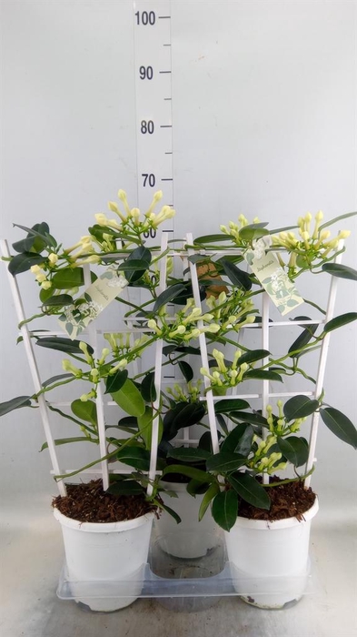 <h4>Stephanotis floribunda   ...</h4>