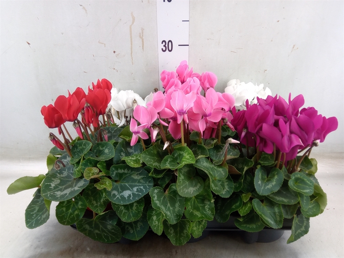 <h4>Cyclamen MD 'Allure'</h4>