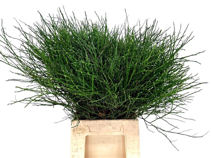 <h4>Huckleberry Per Bos 55 Cm</h4>