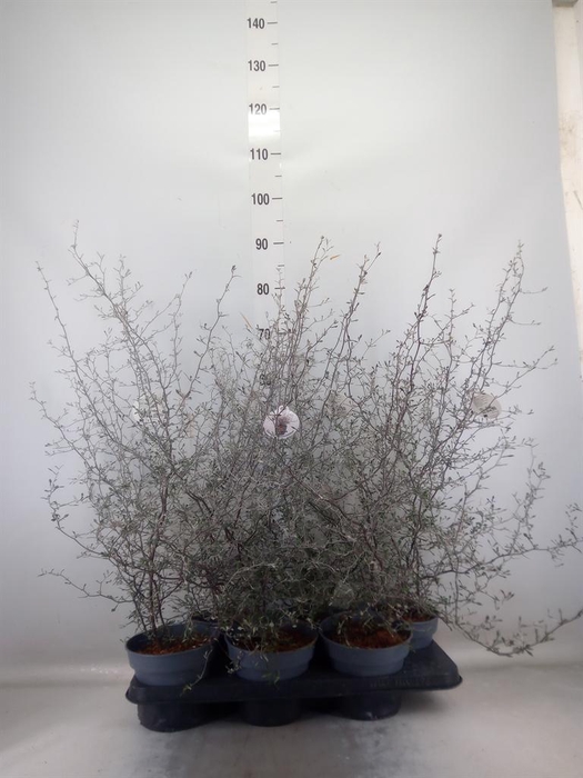 <h4>Corokia cotoneaster</h4>