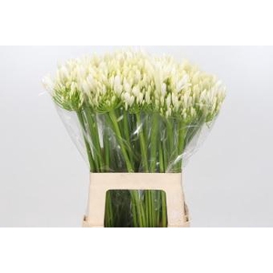 Agapanthus EYFORI White
