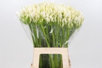 <h4>Agapanthus EYFORI White</h4>