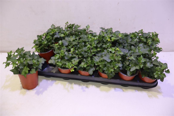 <h4>arr8 Hed He Wonder</h4>