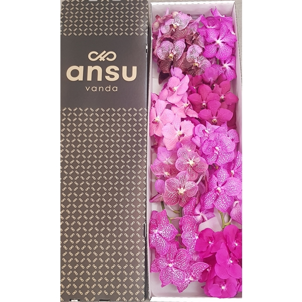 <h4>Vanda Pink mix X8</h4>