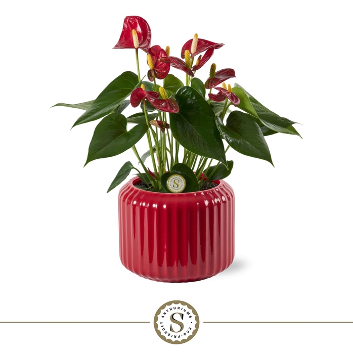 <h4>Bologna Keramiek Red - Red</h4>