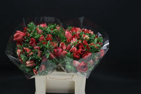 <h4>Anem Zwaar Rood</h4>