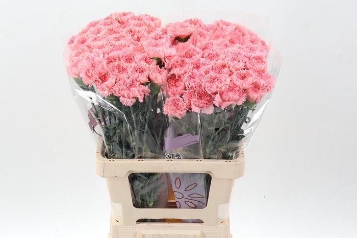 <h4>Di St Big One EMF</h4>