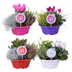 MoreLIPS® Autumn trio in schaal 'Leaf'