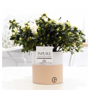 1st class Azalea white in P&PURE Rosy ceramics