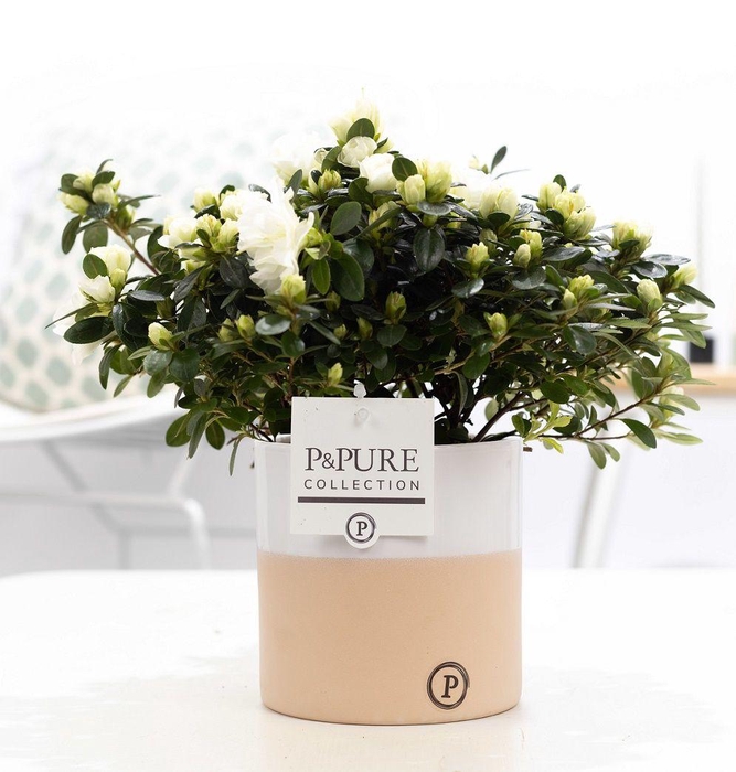 <h4>1st class Azalea white in P&PURE Rosy ceramics</h4>
