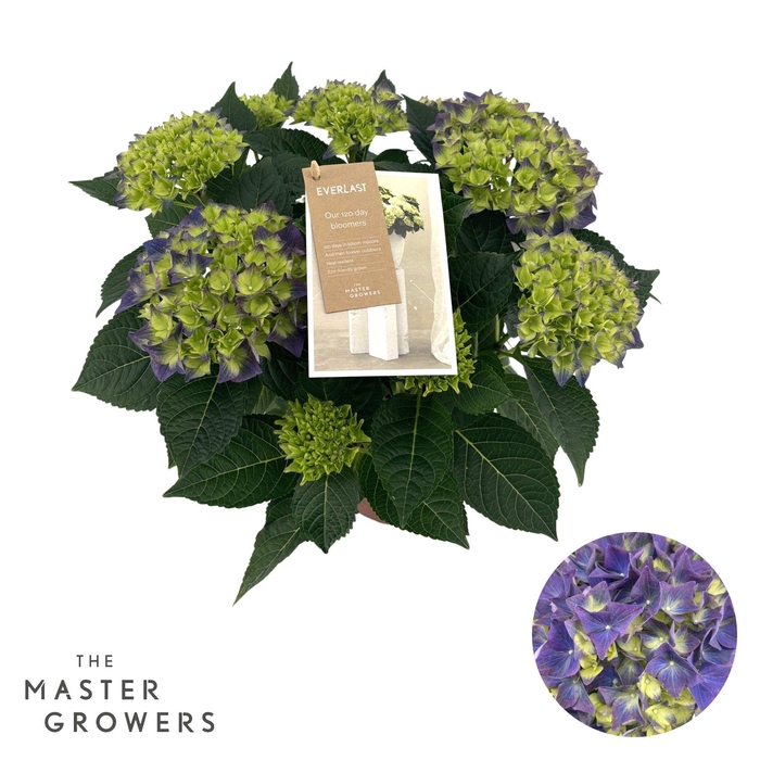 <h4>Hydrangea Hi Everlast blue 9 + Flowers</h4>
