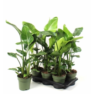 STRELITZIA NICOLAI