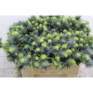 Eryn Supernova Qstar