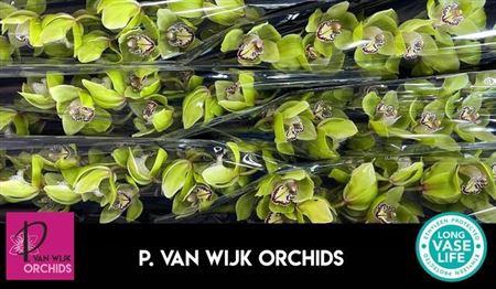 <h4>Cymb T Mrs R Hood</h4>