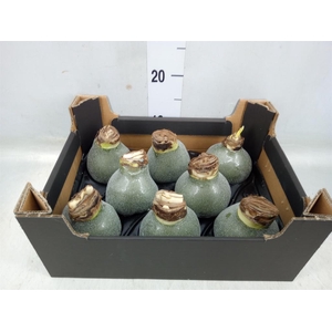 Hippeastrum   ...waxed H%