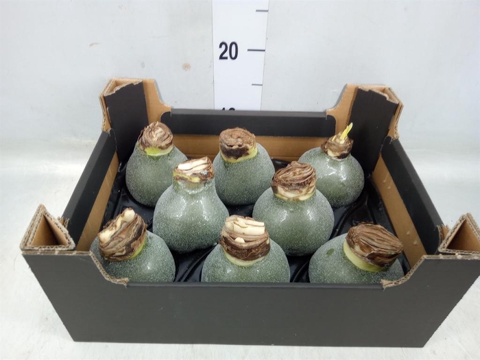 <h4>Hippeastrum   ...waxed H%</h4>