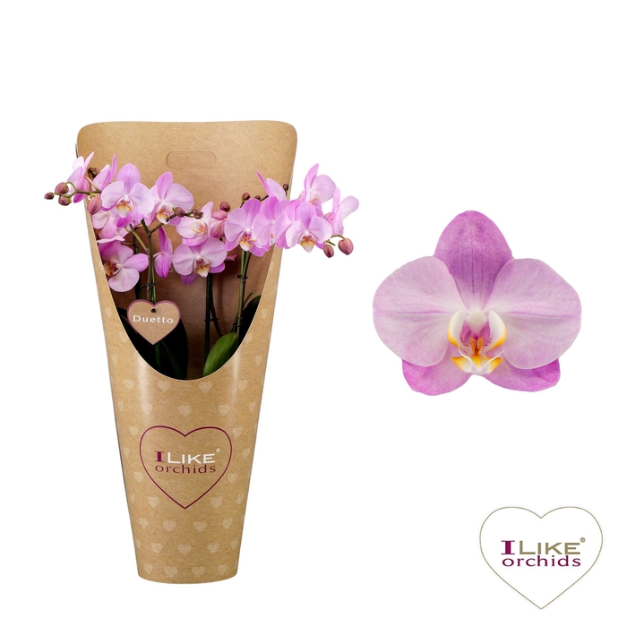 <h4>Duetto Multi - Wanderlust 60+ in draagcover</h4>