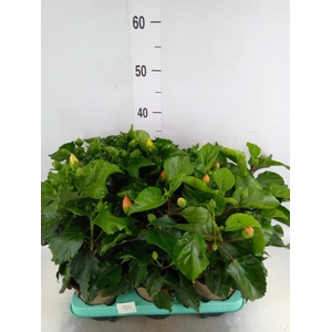 Hibiscus rosa-sin. 'T Frutti' ..mix