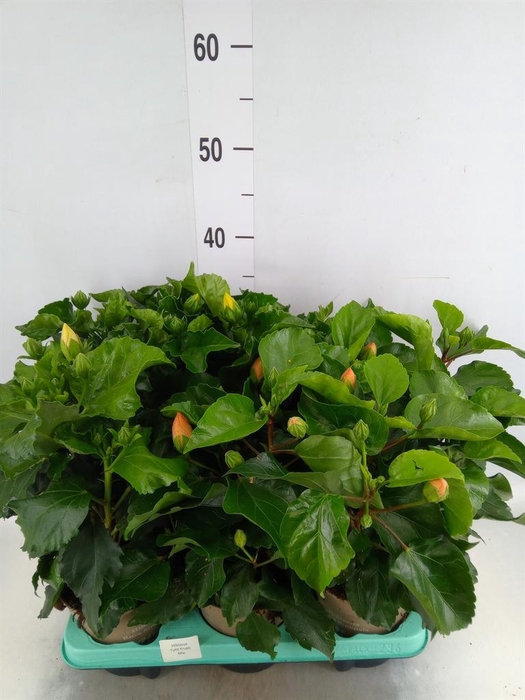 <h4>Hibiscus rosa-sin. 'T Frutti' ..mix</h4>