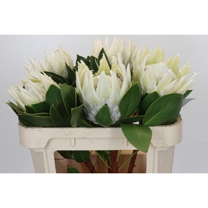 Protea Cyn. Ayoba Arctic Ice