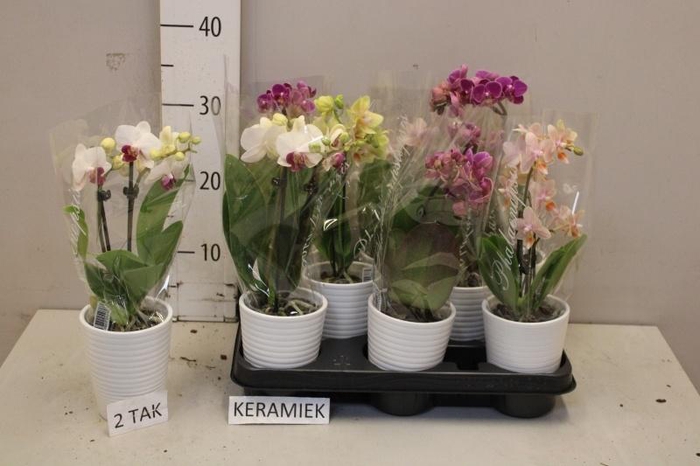 <h4>PHAL GEM 4 KL</h4>