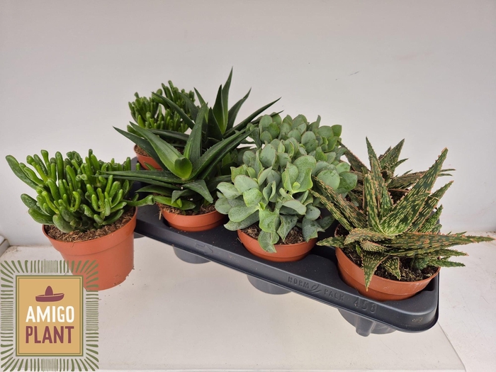 <h4>SUCC GEM 4 SRT</h4>