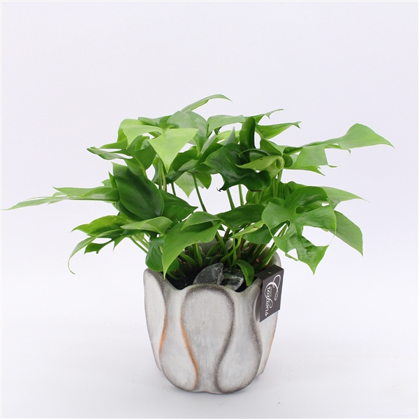 <h4>GRCR-2534 Green Essentials</h4>