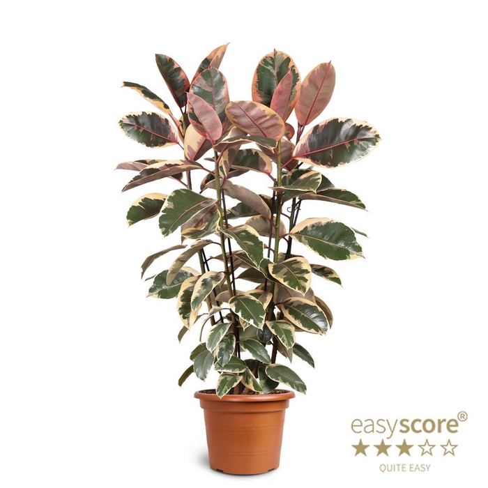 <h4>FICUS ELASTICA</h4>