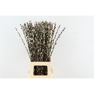 SALIX WILGENKATJES GREEN 080CM